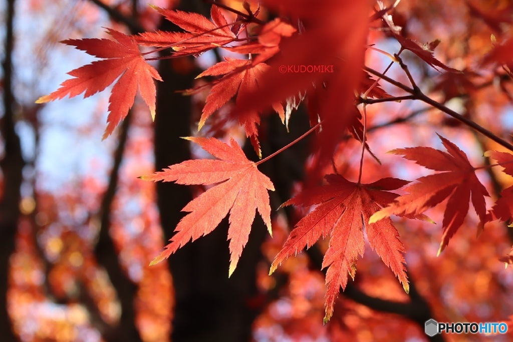 紅葉狩り