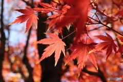 紅葉狩り