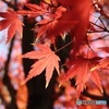 紅葉狩り