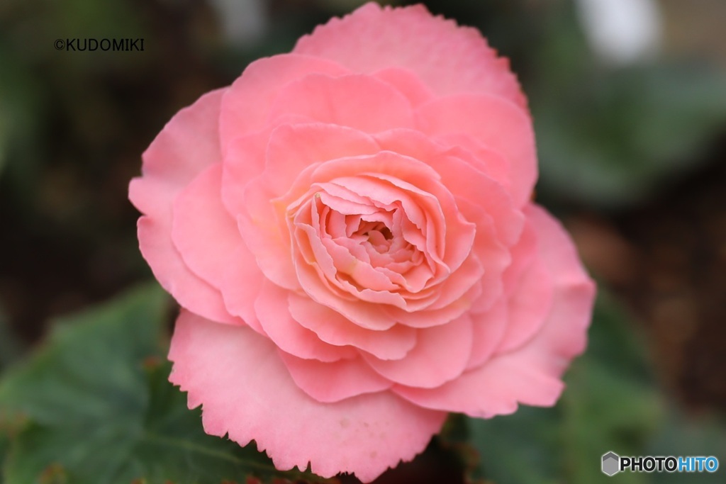 ピンクの八重ベゴニア