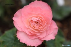 ピンクの八重ベゴニア