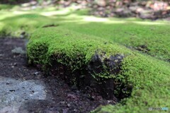 苔の風景