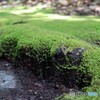 苔の風景
