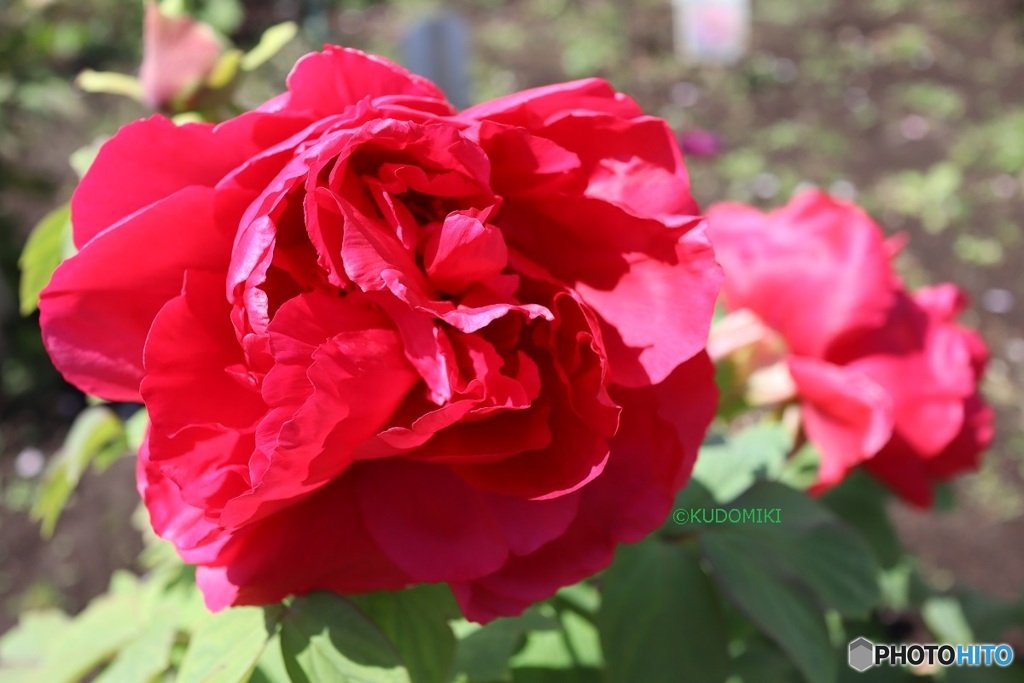 薔薇じゃないわよ
