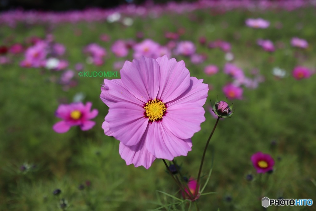 コスモス畑