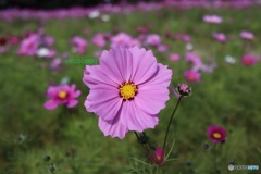 コスモス畑