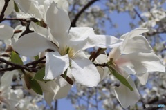 コブシの花