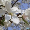 コブシの花