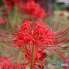 やっと見ごろの彼岸花