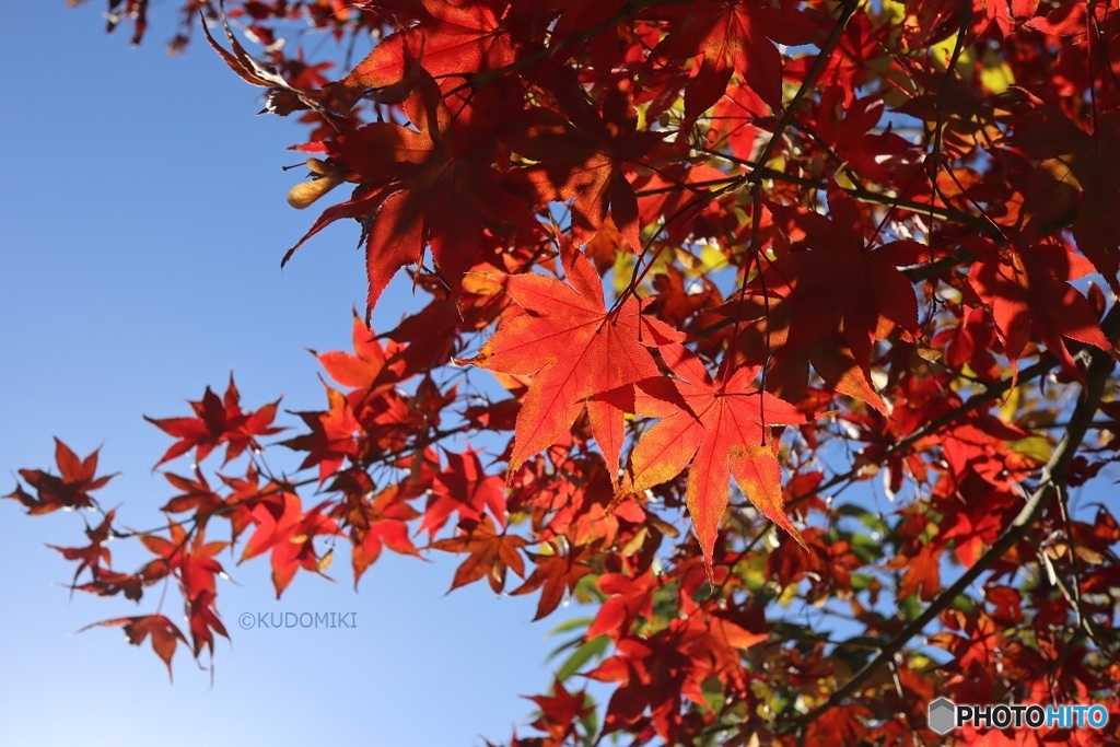 今年遅かった紅葉