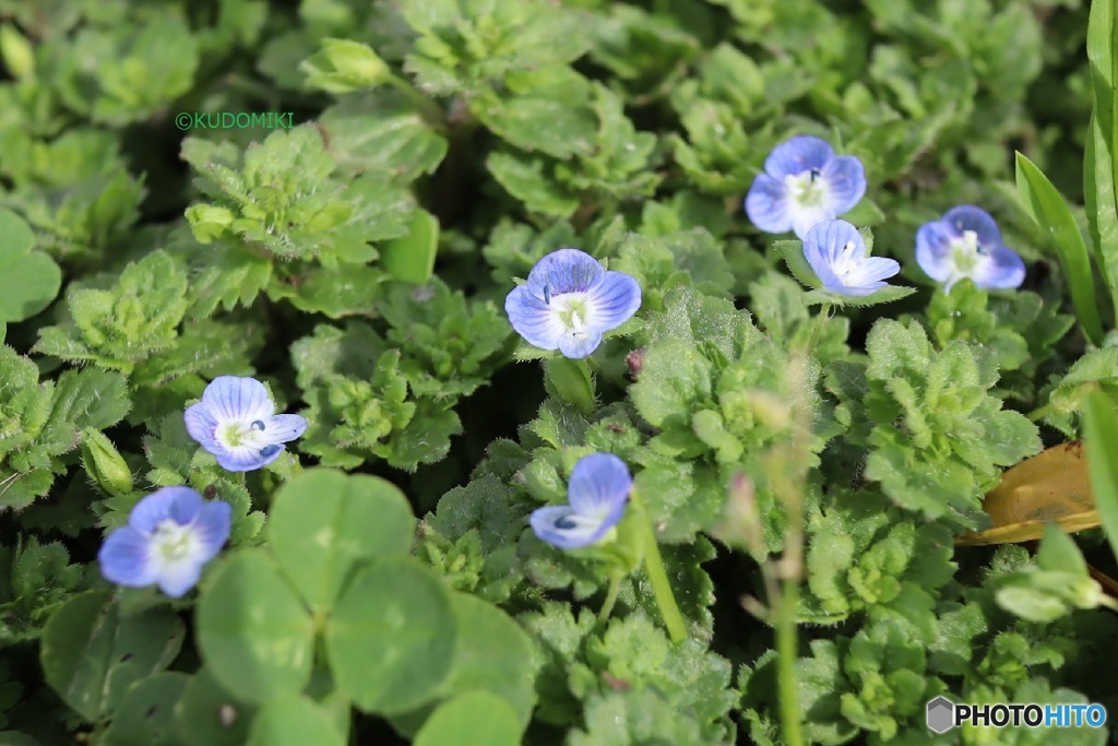 オオイヌノフグリ