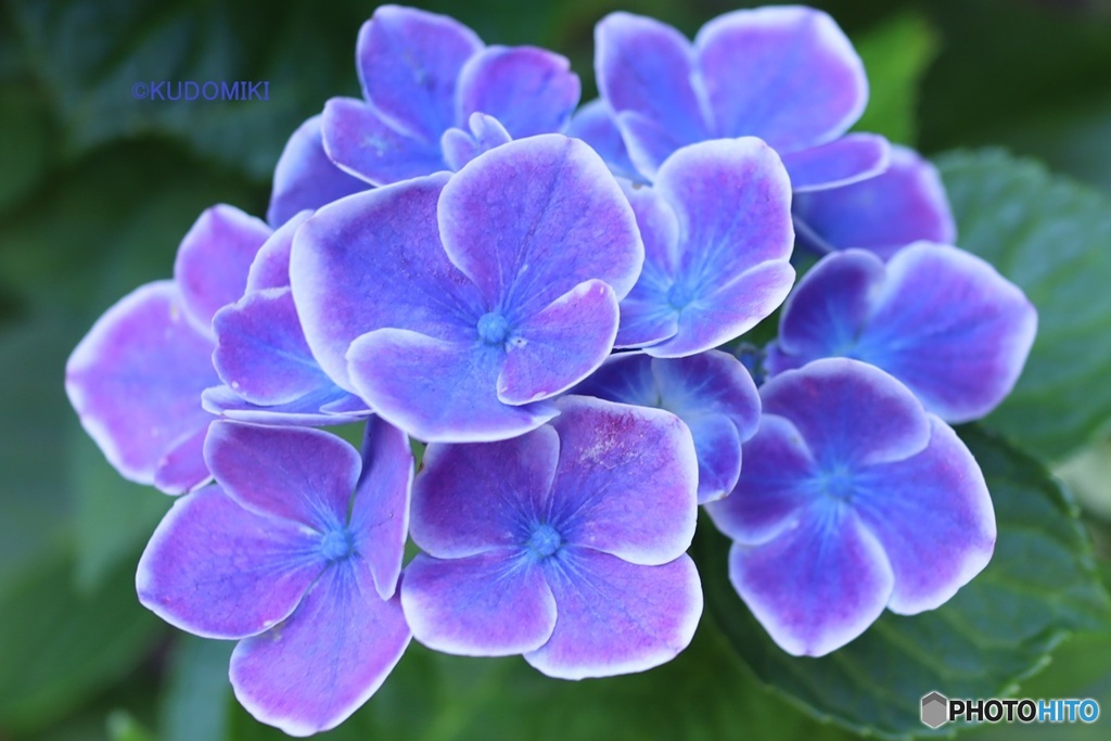 美しい紫陽花