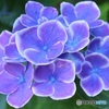 美しい紫陽花