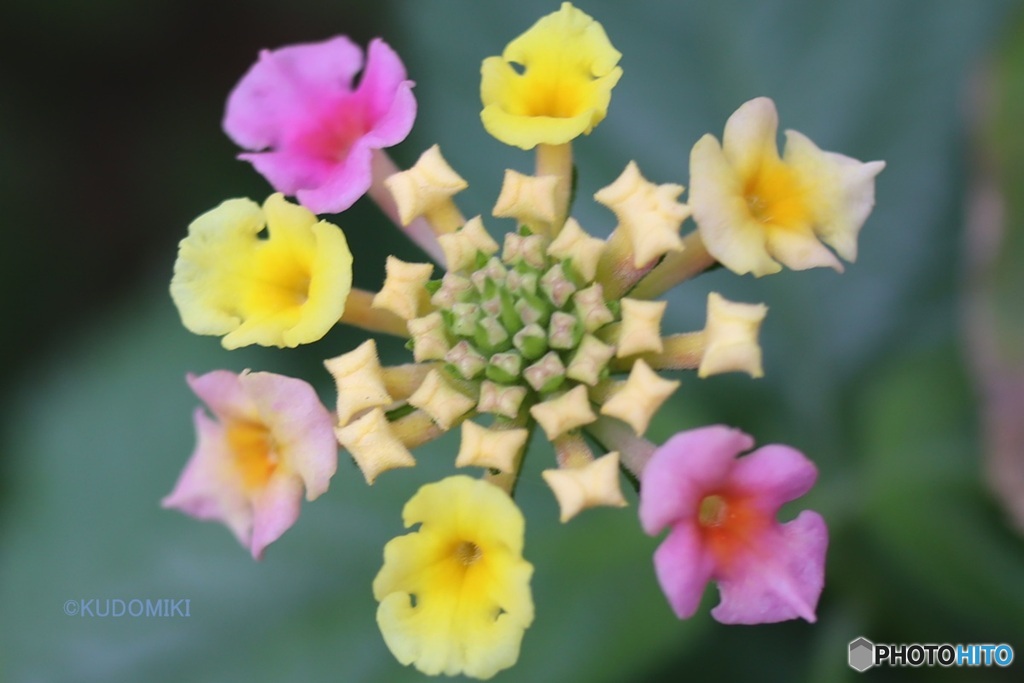 咲いていくランタナ