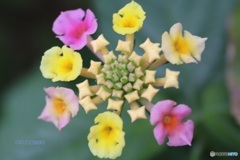 咲いていくランタナ