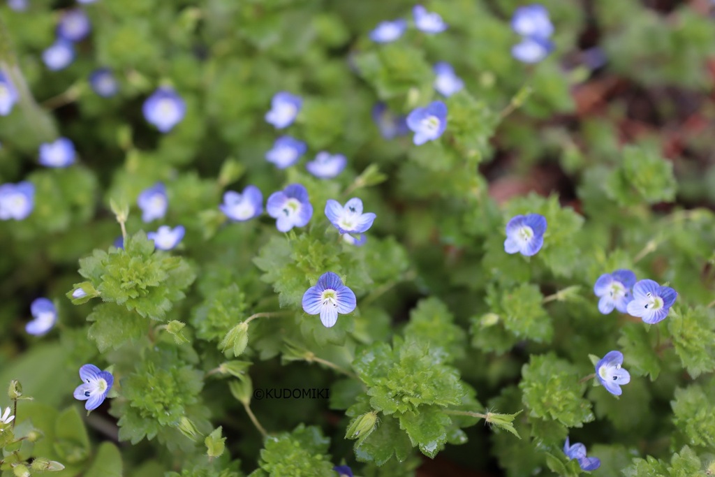 他の草が伸びる前に