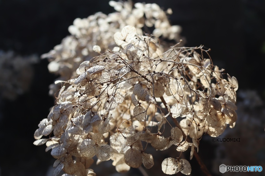 昨年の紫陽花