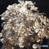 昨年の紫陽花