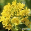 菜の花