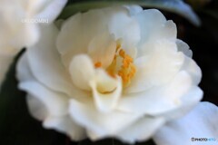 白い八重サザンカ