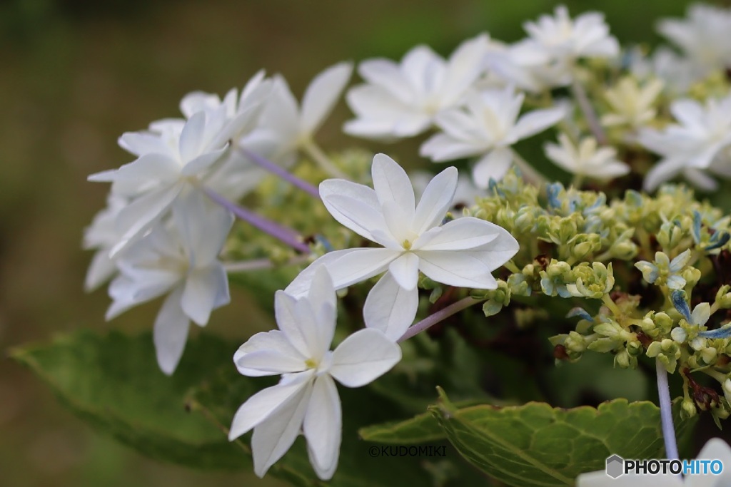 紫陽花