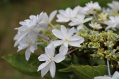 紫陽花