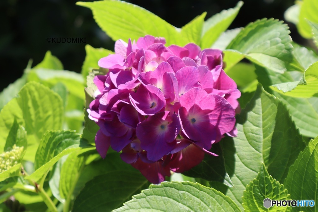 紫陽花