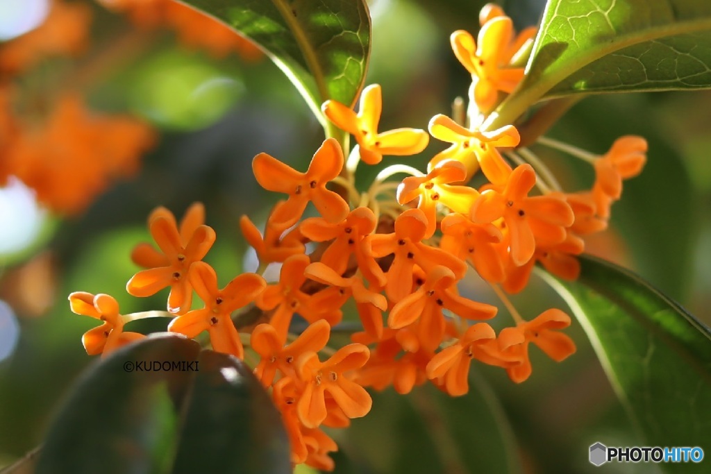 香の強さは花の数？