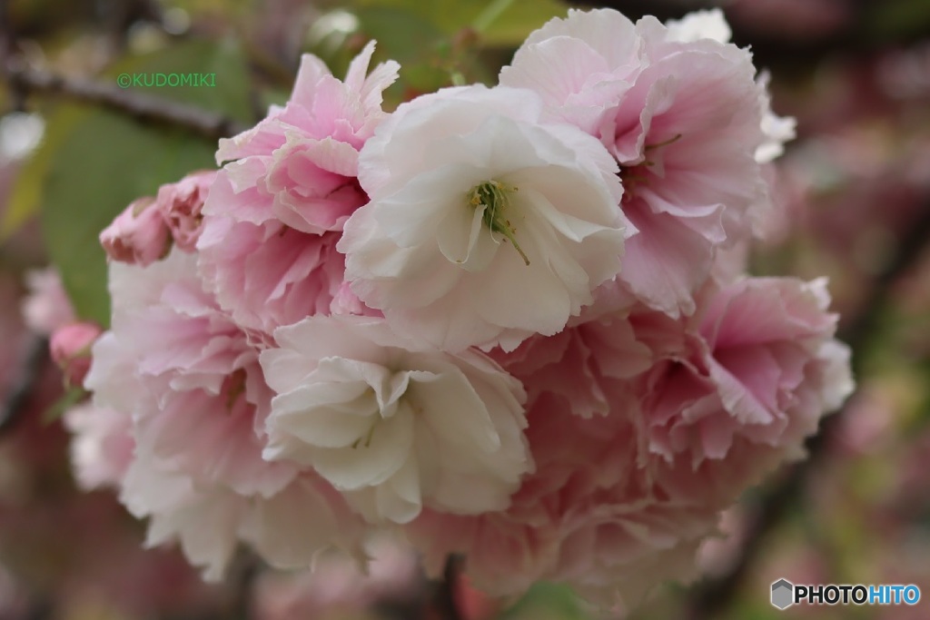 八重桜