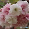 八重桜