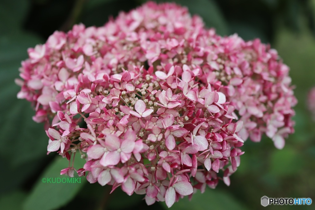 素敵な紫陽花