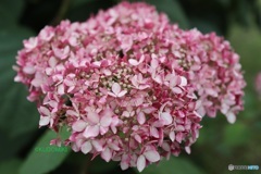 素敵な紫陽花