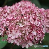 素敵な紫陽花