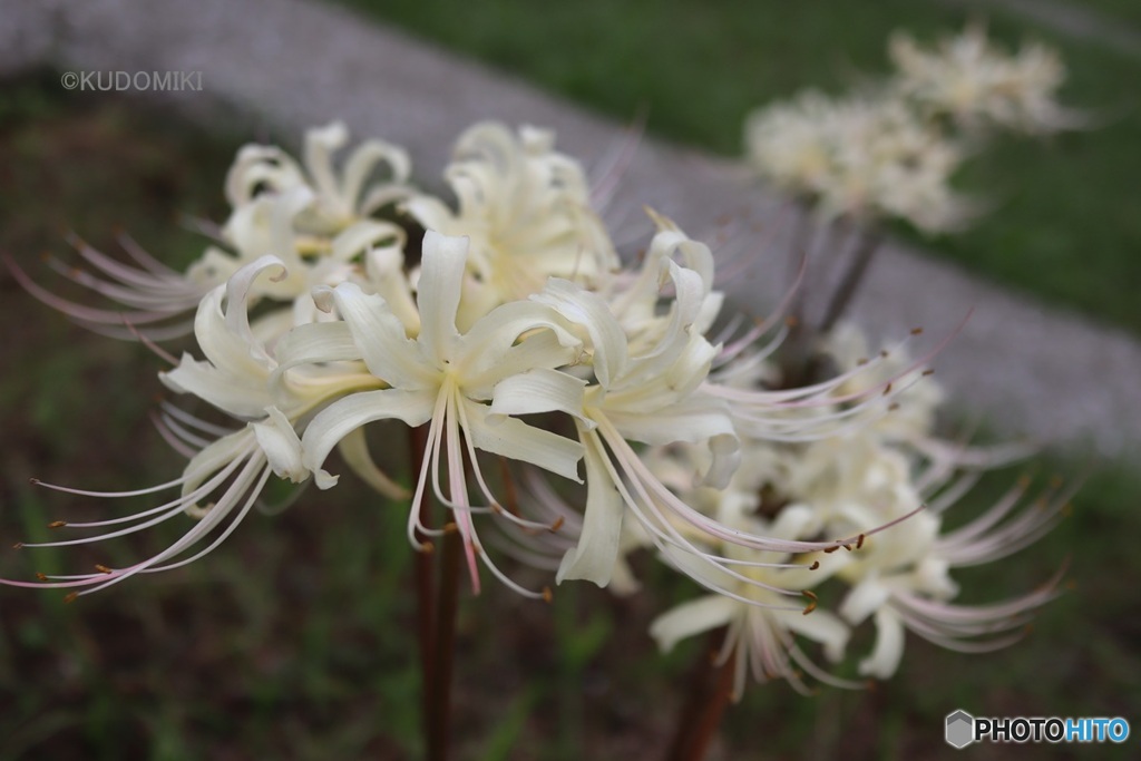 白花曼殊沙華