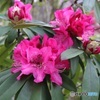 石楠花