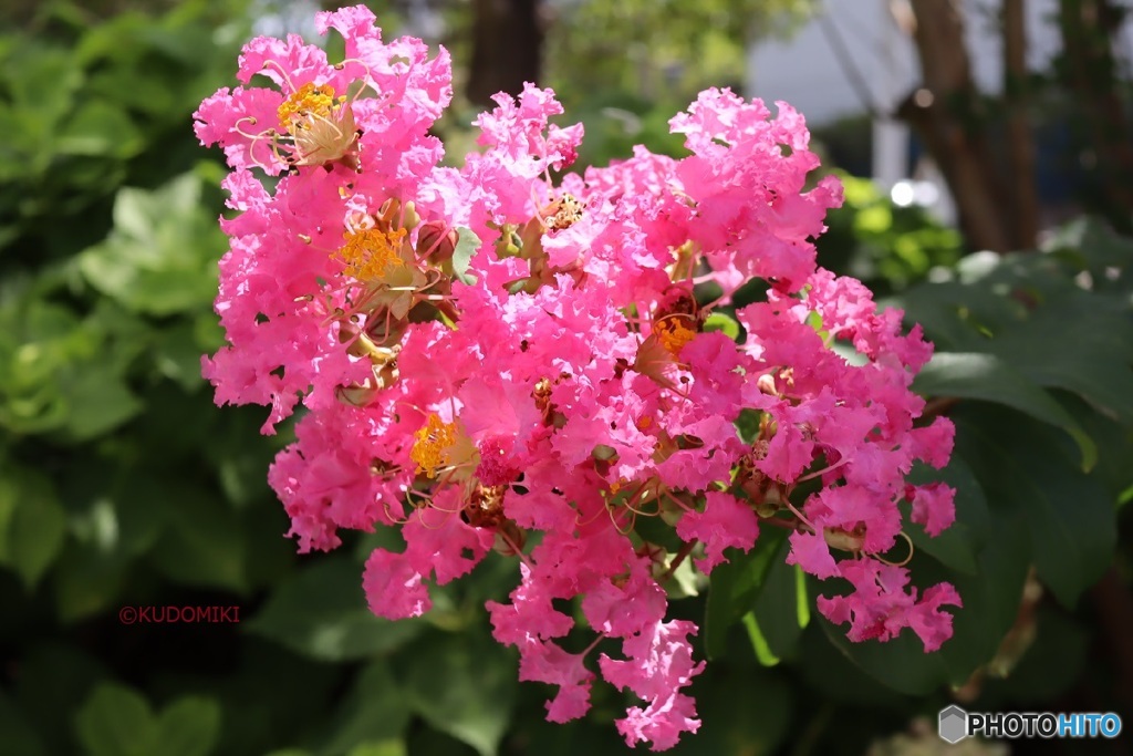 細かい多数の花じゃなかった