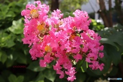 細かい多数の花じゃなかった