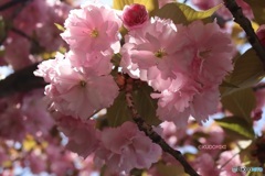 見頃の八重桜