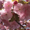 見頃の八重桜