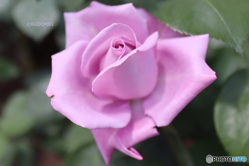 紫の薔薇