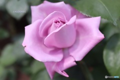 紫の薔薇