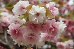 八重桜