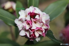 おしくらまんじゅう