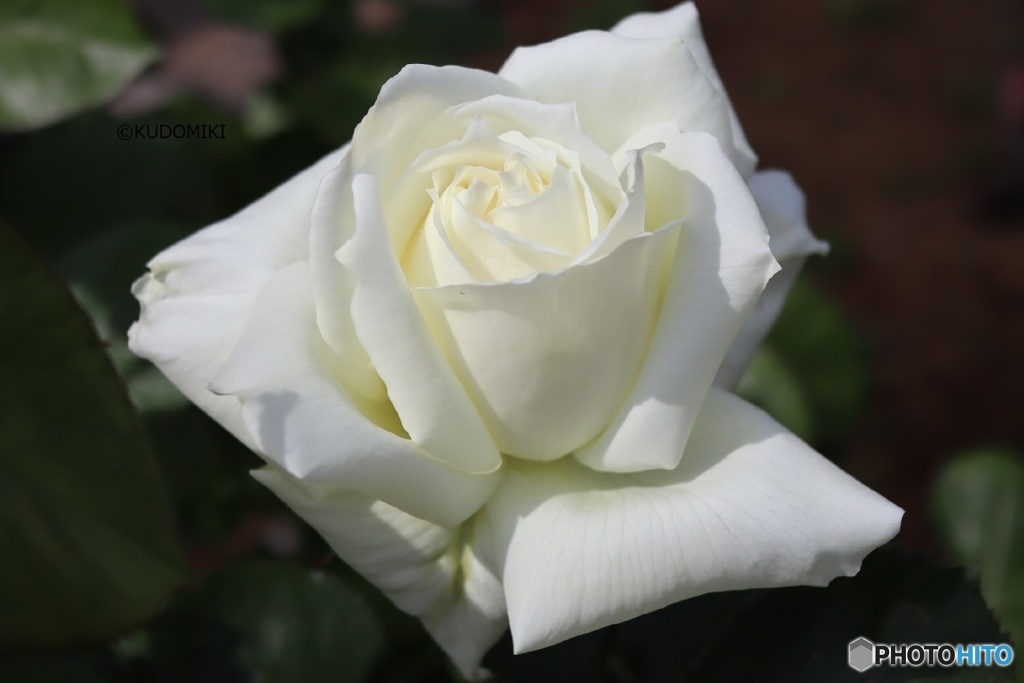 白薔薇