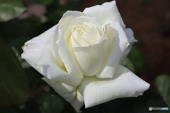 白薔薇