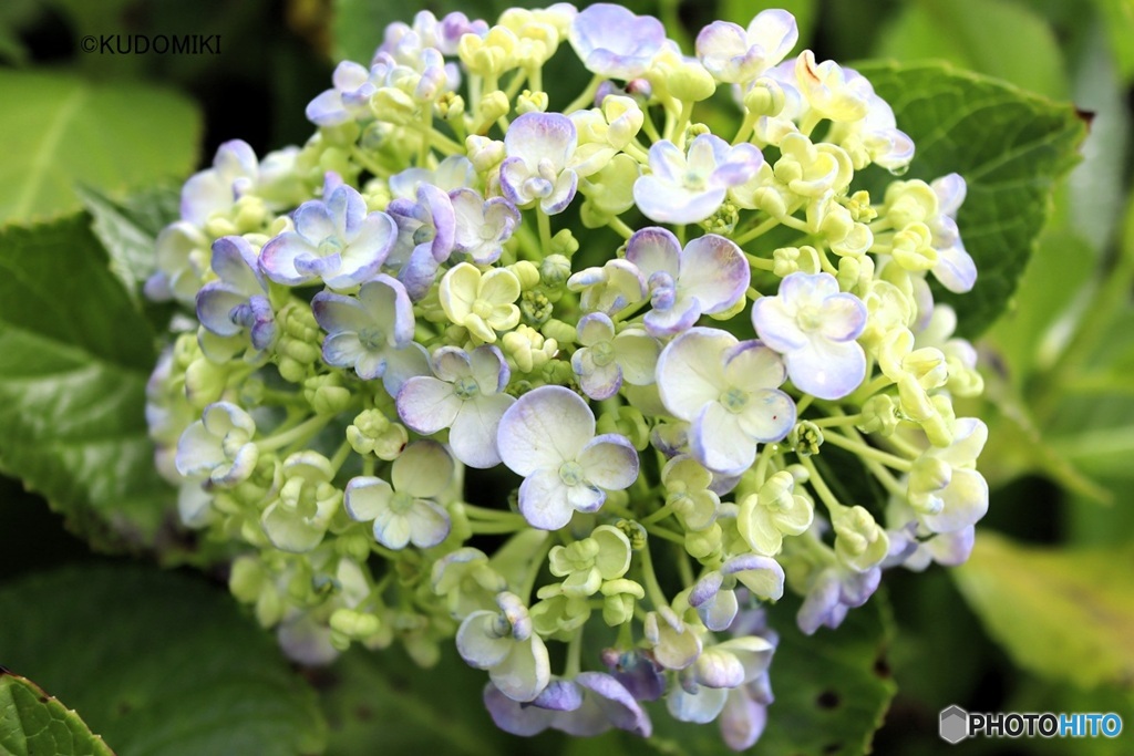 渦紫陽花