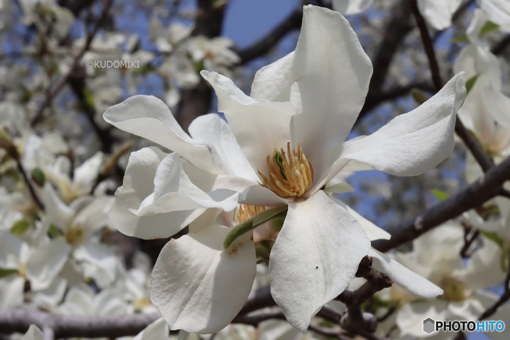 コブシの花