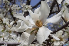 コブシの花