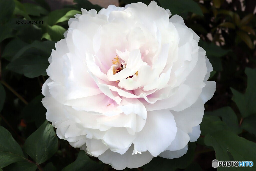 白い牡丹の花