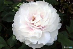 白い牡丹の花